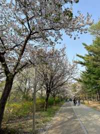 사람 적고👍 벚꽃 많은🌸 안양천