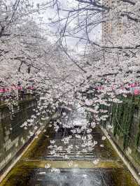 🌸 Sakura Splendor: Meguro River Magic 🌸