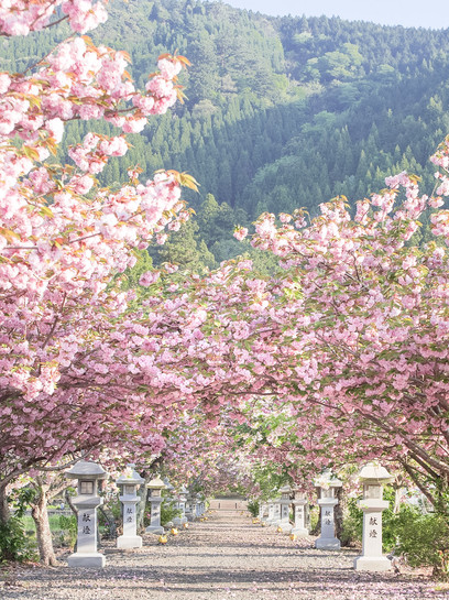 例年の見頃は4月末！✨】滋賀県で見れる遅咲きの八重桜がとても美しい