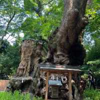 樹齢二千年の大楠パワースポット