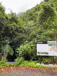 【奄美大島】ジャックと豆の木のモデルになった世界一大きな豆