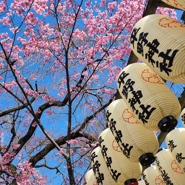 京都最美的賞櫻聖地🌸—平野神社⛩️