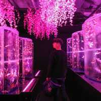 Art Aquarium museum, Ginza … เมื่องานศิลปะถูกจับมา