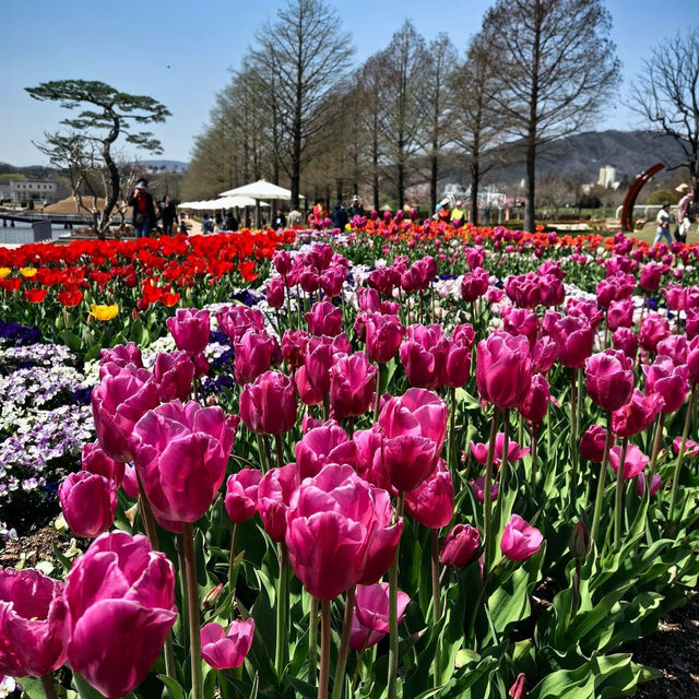 Spring blossom at Suncheon Bay Garden 🇰🇷