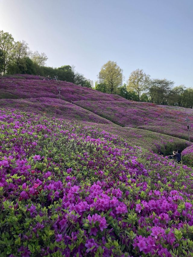 만개 임박🌸 군포 철쭉 축제