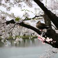 Sakura in Hirosaki Castle