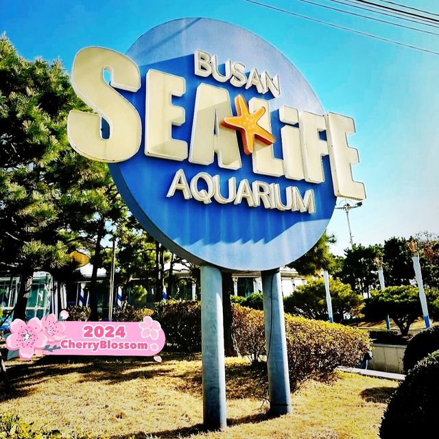 Sea Life Busan Aquarium in Korea 