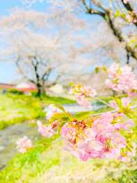 【福島】川のせせらぎと桜のトンネルと磐梯山も
