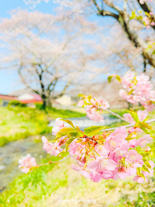 【福島】川のせせらぎと桜のトンネルと磐梯山も