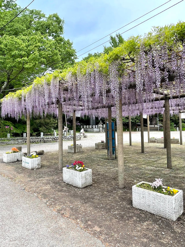 【拝島のフジ/東京都】推定樹齢約800年の巨木