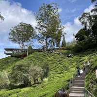 Local Boh Tea Plantation In Malaysia! 