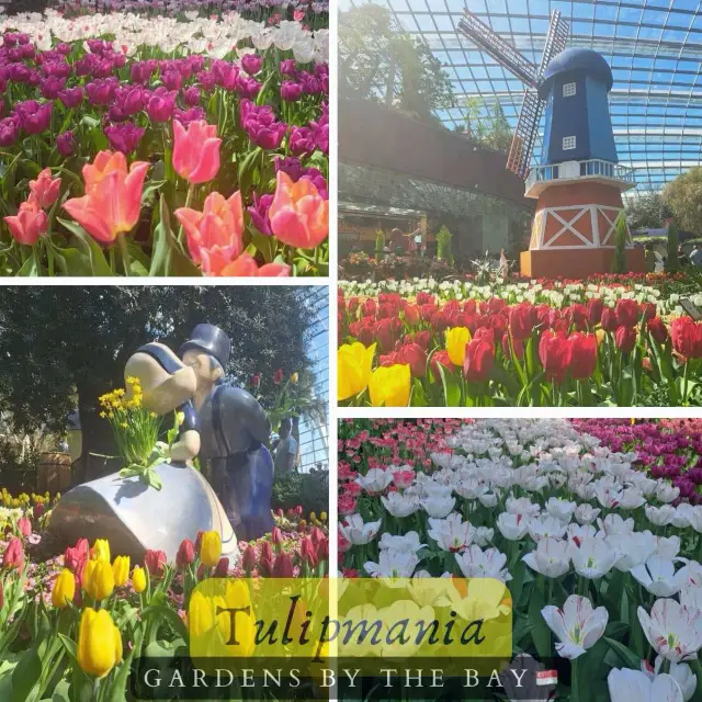 Tulipmania @ Gardens By The Bay 🇸🇬