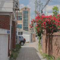 장미 명소 수원 행궁동