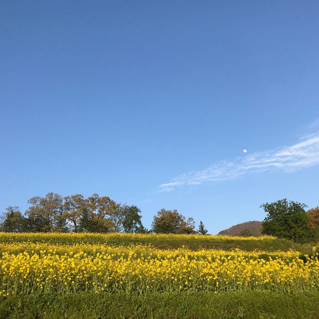 菜の花公園でこの春を楽しもう！