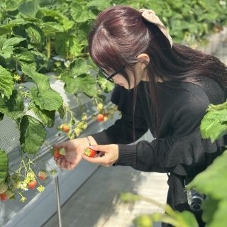 [คานากาว่า] ครีมสดฟรี! มากถึง 10 พันธุ์ ✨ เปรียบเทียบรสชาติสตรอว์เบอร์รี่