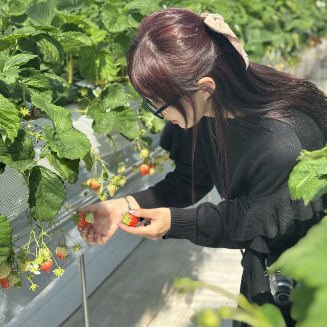 【神奈川】生クリーム無料！最大10品種✨いちご食べ比べ