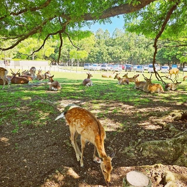 奈良古老城市，親親鹿鹿大自然