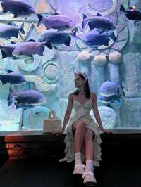 THE SEA SHELL VINWONDERS