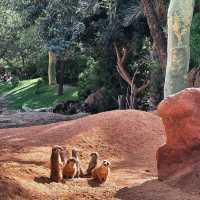 九州自然動物公園：近距離觀賞野生動物，感受原始自然王國