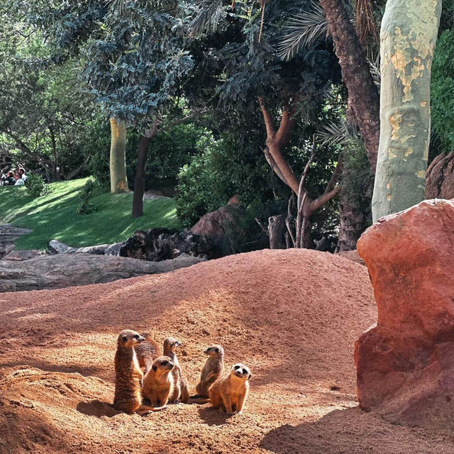 九州自然動物公園：近距離觀賞野生動物，感受原始自然王國
