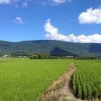 【台東池上】翠綠稻田，春天好去處2024