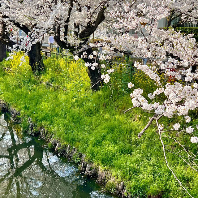「荒子川公園：春日賞櫻，感受日本傳統元素」