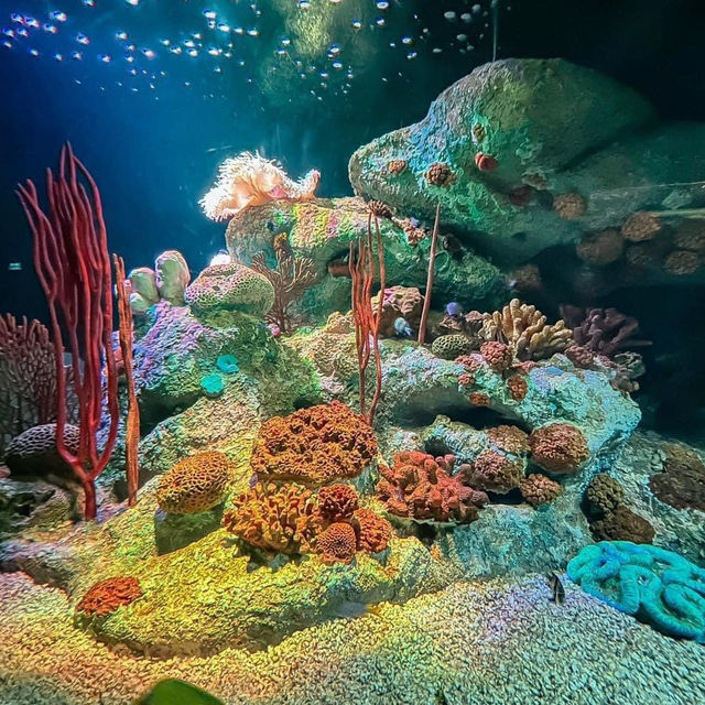 #อควาเรียมพัทยา Underwater World Pattaya อควอเรียม
