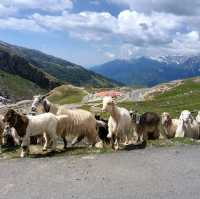 manali in June เจอหิมะในเดือนมิถุนายน