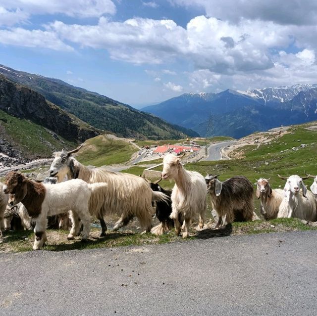 manali in June เจอหิมะในเดือนมิถุนายน