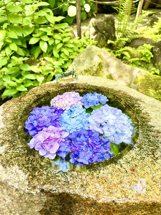 〜神奈川県〜鎌倉で混まない！穴場あじさいスポット！