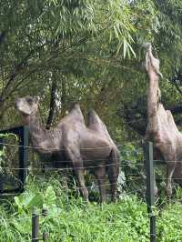 深圳野生動物園：保護與觀賞，充滿教育價值