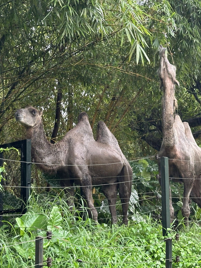深圳野生動物園：保護與觀賞，充滿教育價值