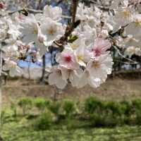 4月の観音池公園は最高の桜スポット