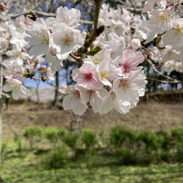 4月の観音池公園は最高の桜スポット