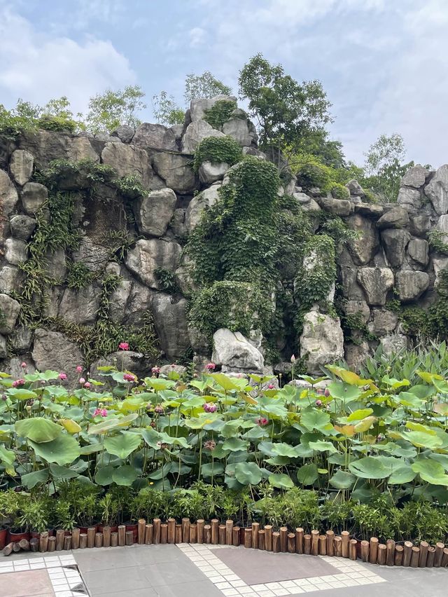 🌿🚣‍♀️  漫步成都人民公園，體驗當地人的生活🌸🎶