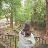 羊と触れ合える牧場🐏【兵庫/六甲】