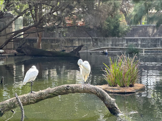 Perth Zoo