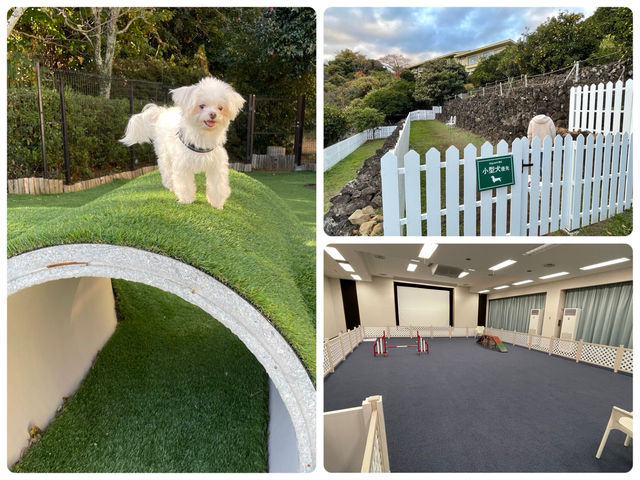 【静岡】伊豆の犬連れホテル「WAN's Resort 城ヶ崎海岸」