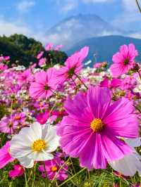 見渡す限りコスモスで埋め尽くされた絶景は何回見ても感動、しまばら火張山花公園