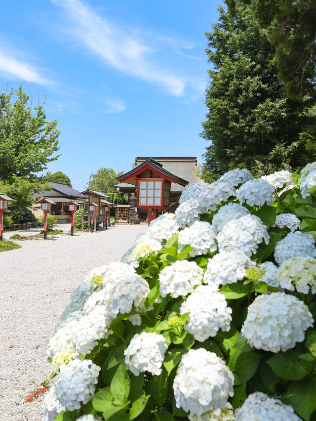 【栃木】🐓のお茶目な手水舎がある神社