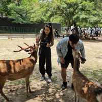 Nara เมืองแห่งกวาง