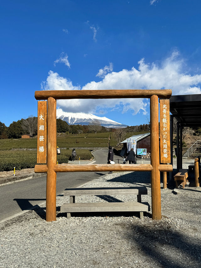 📍富士山の茶の間 -大淵笹場-