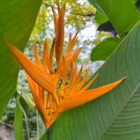 Step into a colorful paradise at Bangkok Butterfly Garden and Insectarium!
