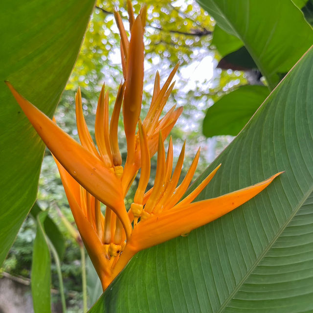 Step into a colorful paradise at Bangkok Butterfly Garden and Insectarium!