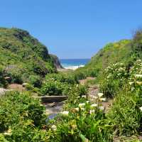 The hidden valley of Calla Lilies 