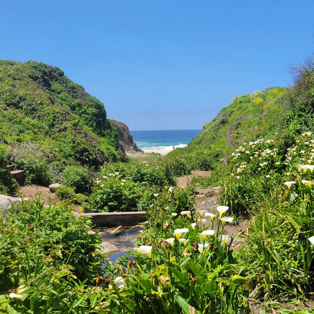The hidden valley of Calla Lilies 