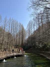 대전 장태산자연휴양림 숲산책 추천🌳