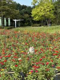 (실시간) 알록달록 백일홍 가득 핀 청주🌼❤️