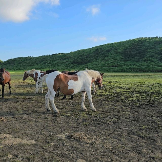 Nature's Splendor: Kusasenrigahama ("thousand miles of grass") @ Aso Volcano 