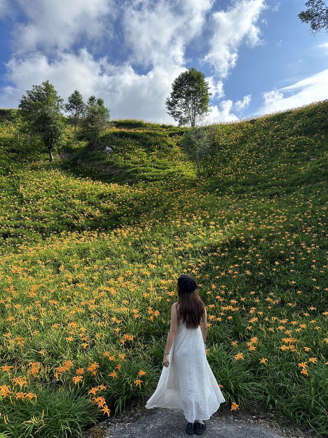台灣花蓮|赤柯山金針花海現況2024 台灣花蓮|赤柯山金針花海現況2024